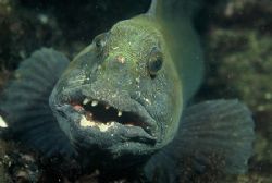 Wild Wolf Fish
Taken at Great Green Carr, St. Abbs, Scot... by Mike Clark 